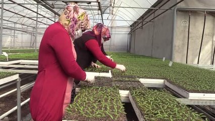 Amasyalı girişimci yılda 25 milyon fide üretilen tesise devlet desteğiyle kavuştu