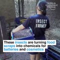 El Foro Económico Mundial nos dice ahora que comiendo insectos salvaremos la tierra, ¿empezamos por cucarachas como Klaus Schwab?