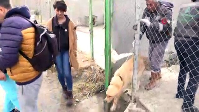 Çankaya Belediyesi “Sokak hayvanlarını sahiplendirme portalı” oluşturdu