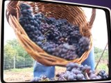 Le dernier vigneron de Saint-Rambert - Souvenirs souvenirs - TL7, Télévision loire 7