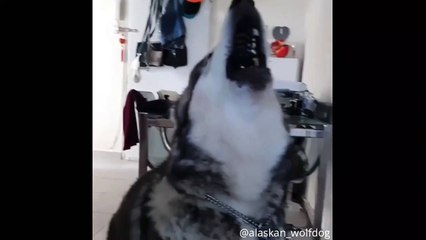 The Husky Dog Shouting ..Funny Husky