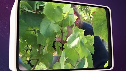 Vendanges dans la Loire