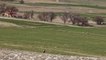 Avrupa'ya göç ederken Konya'da konaklayan halkalı kara leylek, Estonya ile iş birliği içinde gözlemleniyor