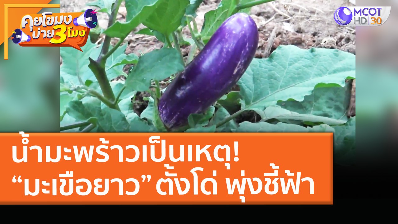 น้ำมะพร้าวเป็นเหตุ! ทำ “มะเขือยาว” ตั้งโด่ พุ่ง...