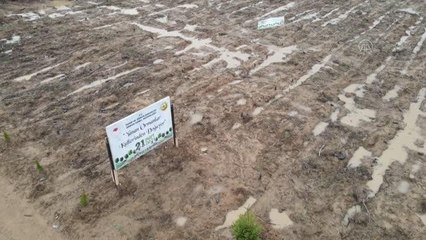 Geçen yıl yanan alanlara 170 bin fidan dikildi