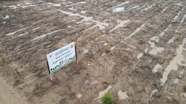 Geçen yıl yanan alanlara 170 bin fidan dikildi