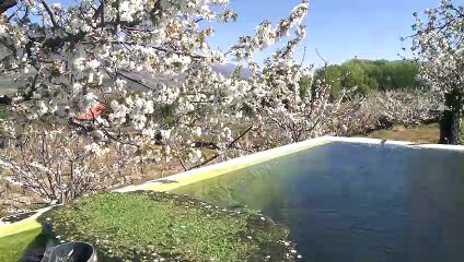 El Valle del Jerte se cubre de blanco un año más, a pesar del Covid
