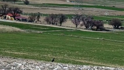 KONYA - Avrupa'ya göç ederken Konya'da konaklayan halkalı kara leylek, Estonya ile iş birliği içinde gözlemleniyor