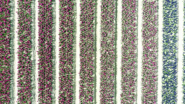 Violet, blanc, rose: des jacinthes à perte de vue dans des champs du Finistère