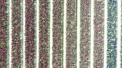 Violet, blanc, rose: des jacinthes à perte de vue dans des champs du Finistère