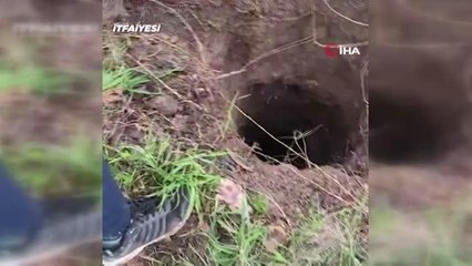 Avcılar'da kuyuya düşen kuzu kurtarıldı