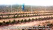 Cactus Fruit Harvesting - Prickly Pear Farm and Harvesting - Desert Agriculture Technology