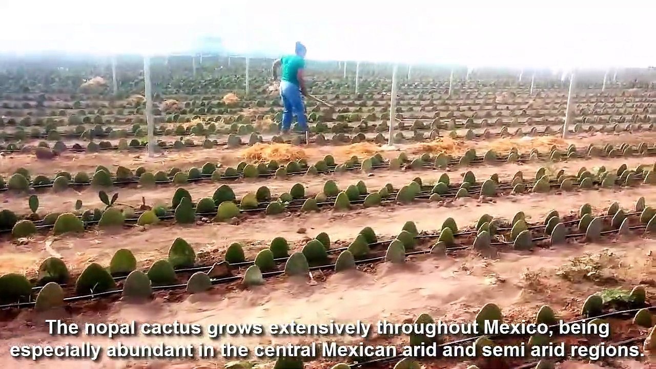 Cactus Fruit Harvesting Prickly Pear Farm and Harvesting Desert