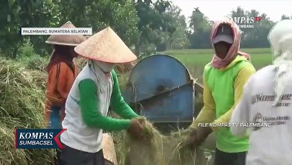 Beras Berlebih, Sumsel Tak Butuh Impor
