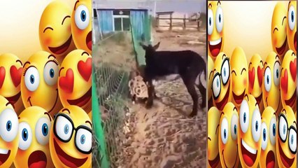 एक गधा एक हाइना को मार डालता है