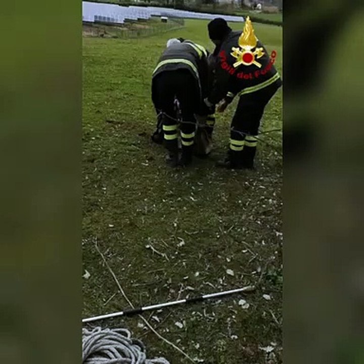 Folignano (AP) - Liberato capriolo incastrato in una rete a Piane di Morro (22.03.21) (1)