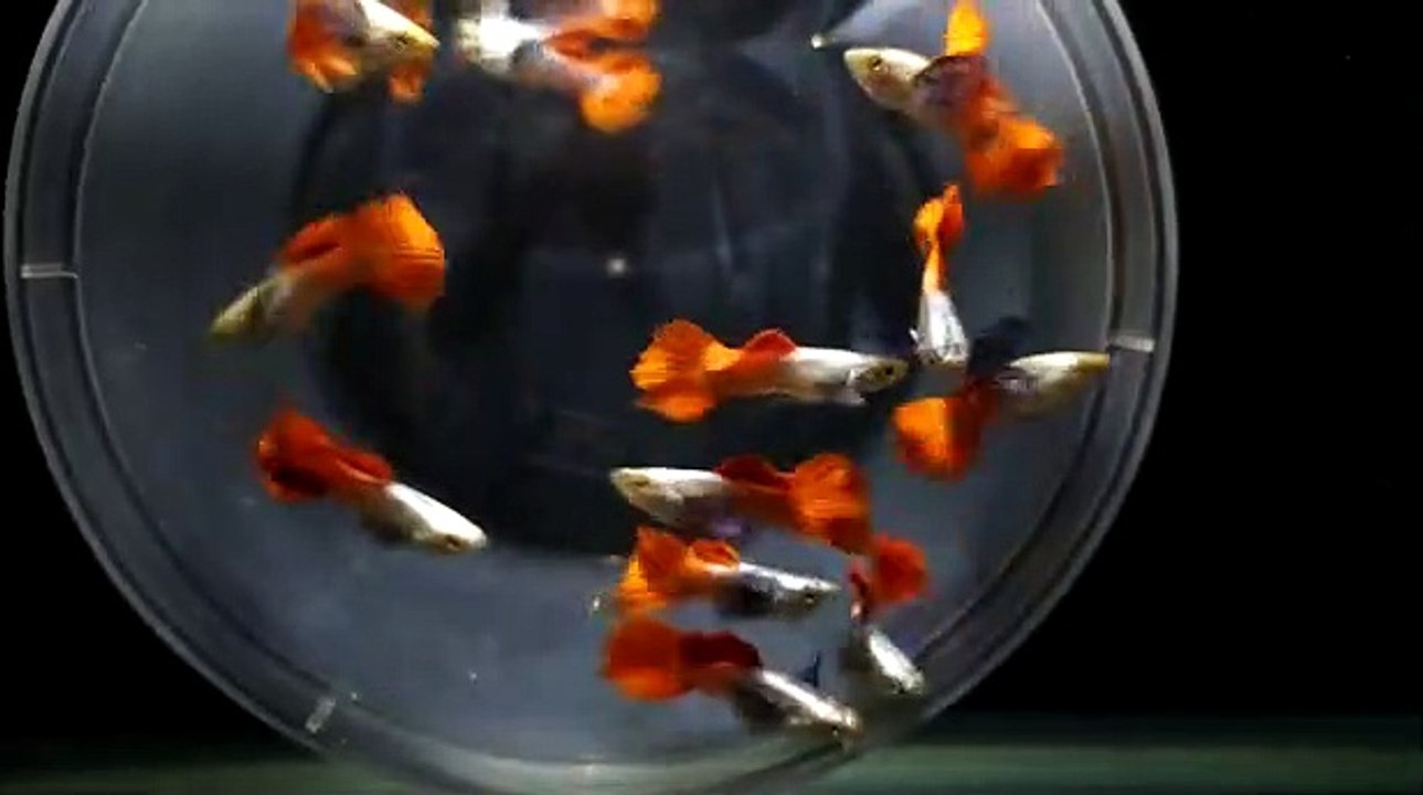 SOME TIME ITS A HOBBY IT'S BEAUTY