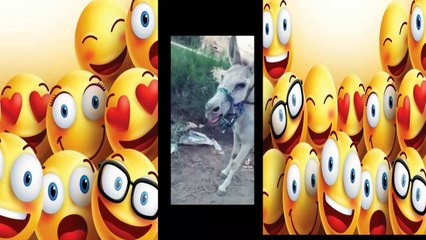 एक गधा सबसे सुंदर आवाज गाता है जिसे आप विश्वास नहीं करेंगे