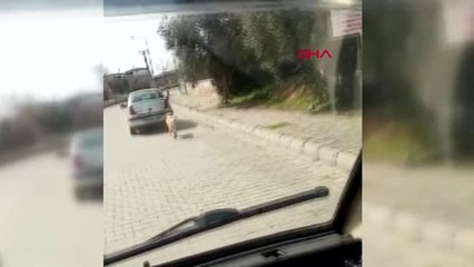 AYDIN Köpeği iple otomobile bağlayarak çeken kadın sürücüye 1033 lira para cezası