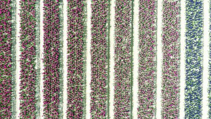 Colourful hyacinth blooms blanket fields in northern France