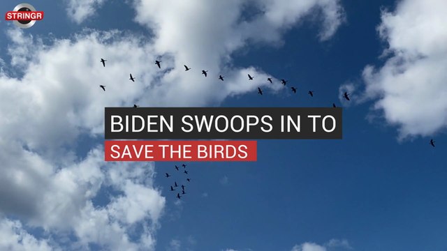 Biden Swoops In To Save The Birds