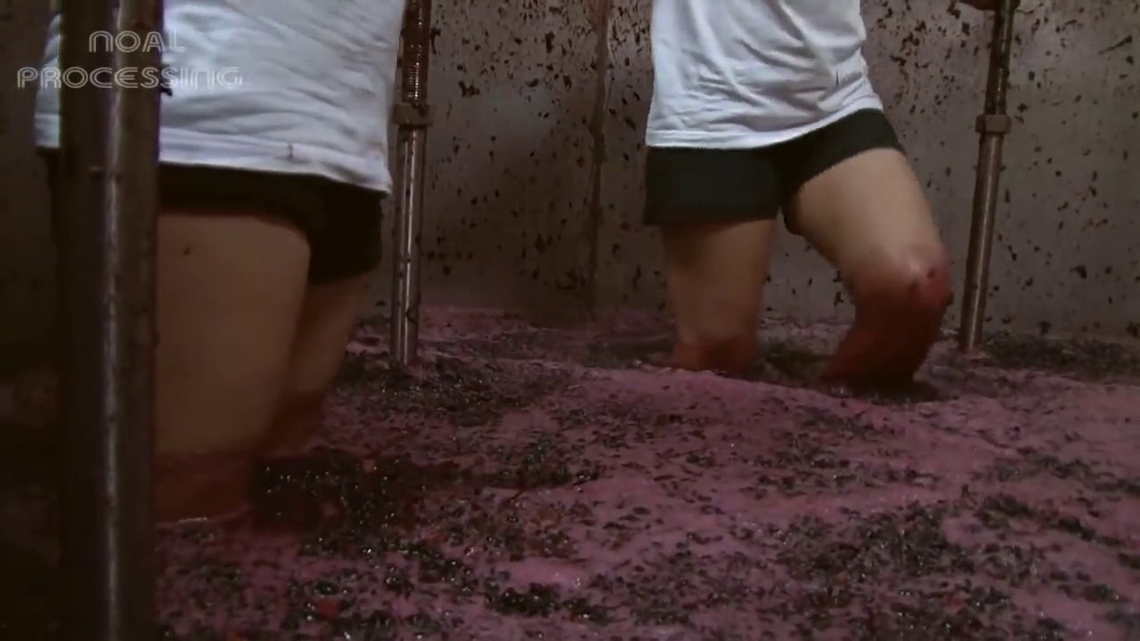 Harvest Wine Grape  - Amazing Grape Factory - Traditional Wine Making Processing