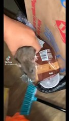 funny animals video compilation