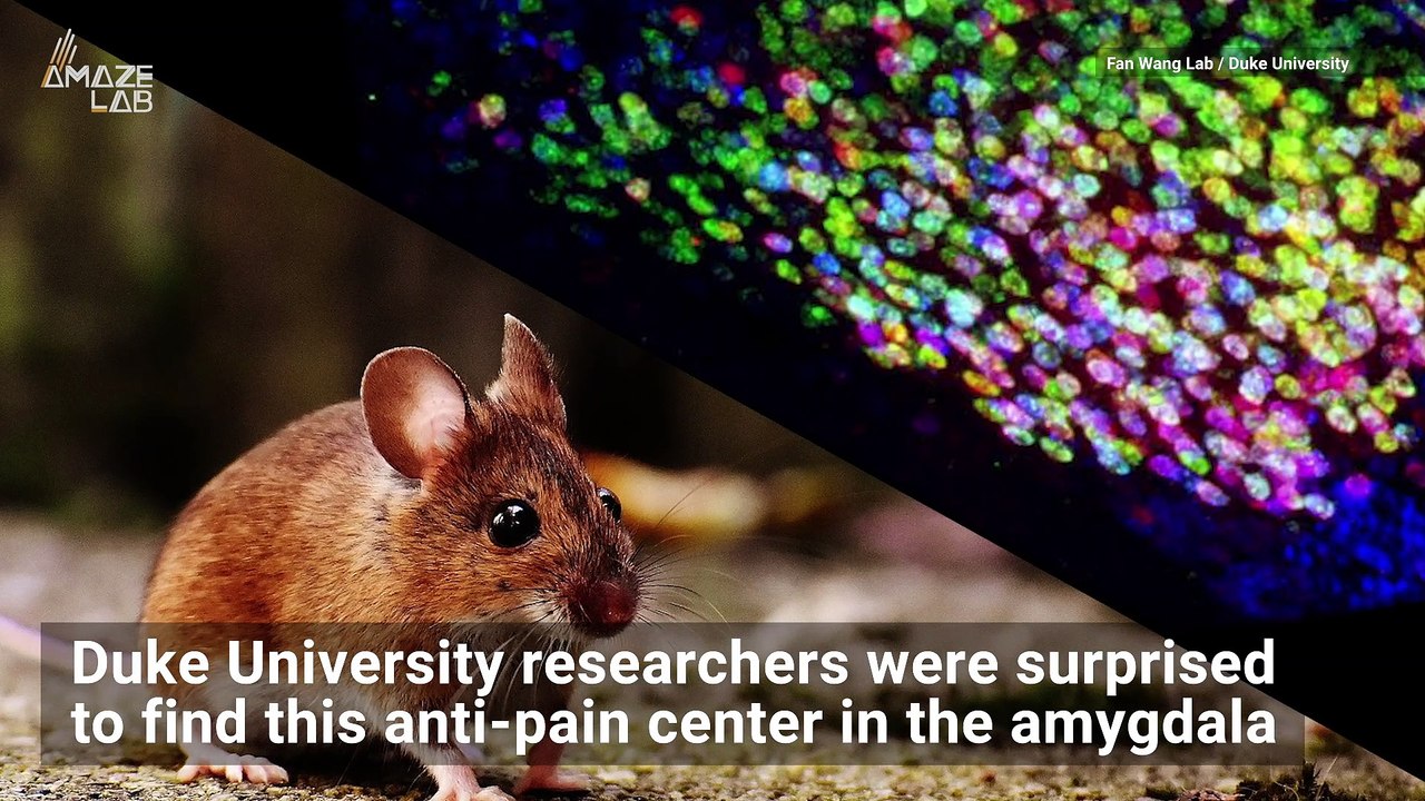 Do Mice Brains Have a Pain ‘Off Switch’?