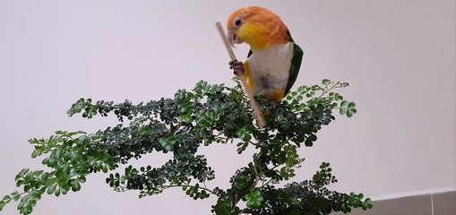 Parrot Practicing Kungfu with Stick