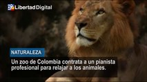 Un zoo de Colombia contrata a un pianista profesional para relajar a los animales