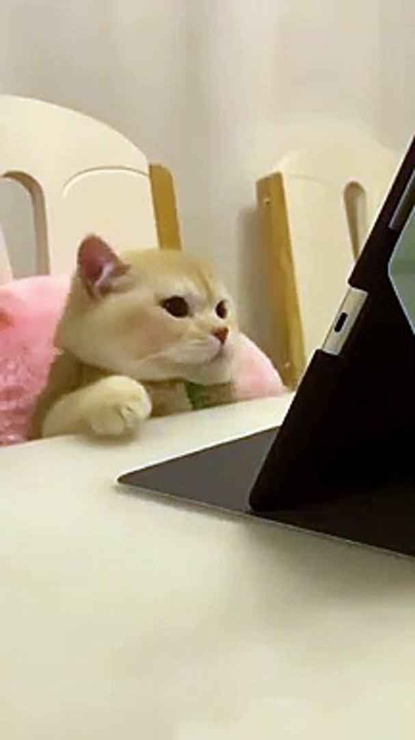 Cat reaction