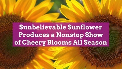 Sunbelievable Sunflower Produces a Nonstop Show of Cheery Blooms All Season