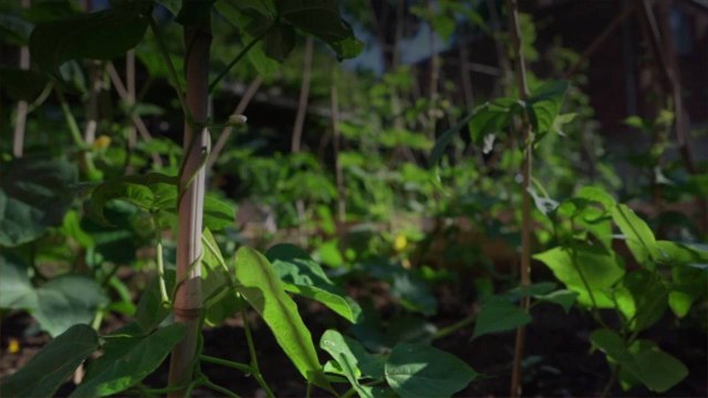 The Easiest Vegetables, Fruits, and Herbs Any New Gardener Can Grow