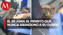 Paramédicos suben en ambulancia a perrito que corría tras vehículo_ quería estar con su dueño