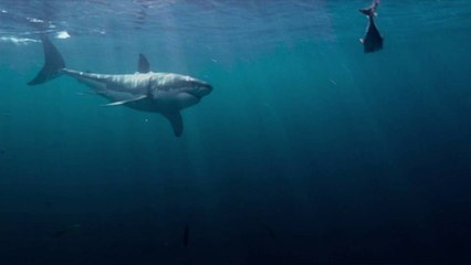 Research Expedition Seeks to Prove That Great White Sharks Hunt for Love off the Outer Ban