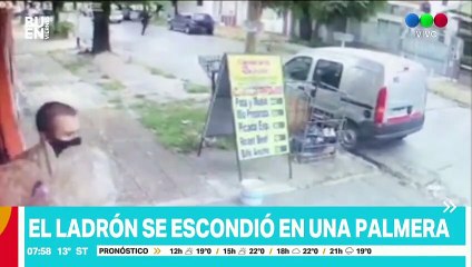 Il tente d'échapper à la police en se cachant dans un palmier !