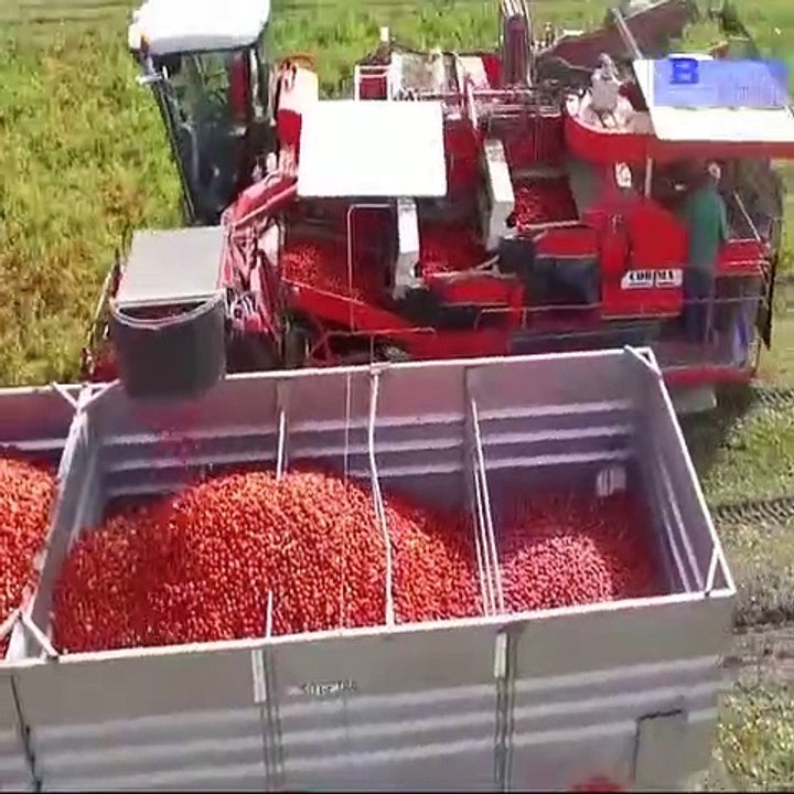 Tomato Ketchup Process :)