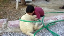 Köpeği ısıran çocuk, görenleri gülme krizine soktu