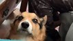 Corgi Disapproves of Argument Between Dad and Malamute