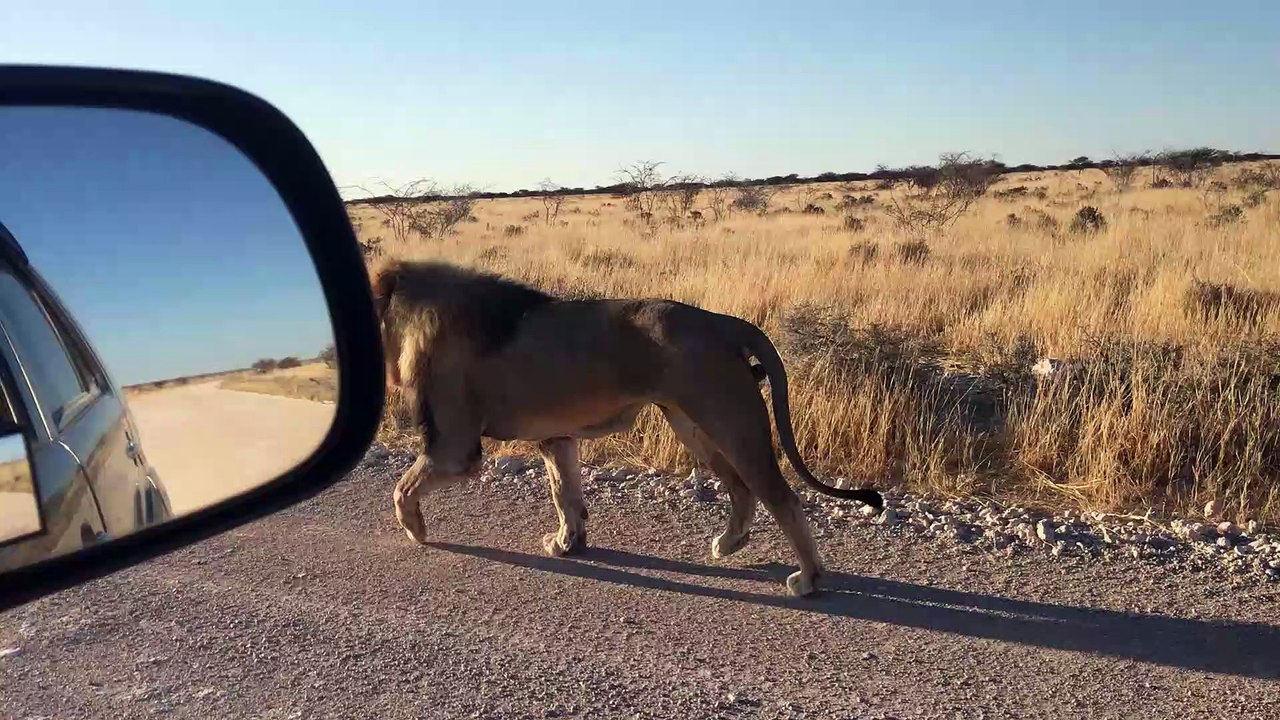 Lion Walks With Car Like a Boss
