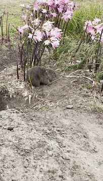 Baby Wombat Scratches an Itch on Ironically Named Flower