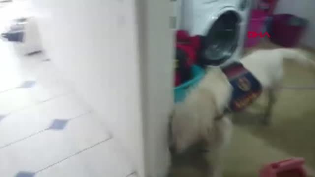 Son dakika gündem: ANTALYA Makyaj çantasına gizlenen uyuşturucuyu narkotik köpeği buldu 4 gözaltı