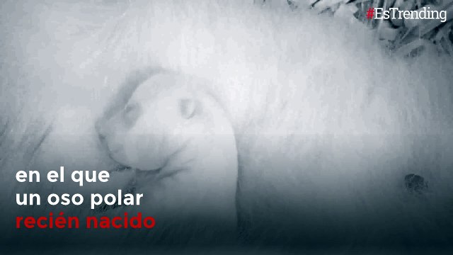 Enternecedor: las primeras horas de vida de un oso polar recién nacido