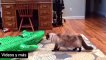 Video divertido de mascotas - perros ,gatos