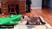 Video divertido de mascotas - perros ,gatos