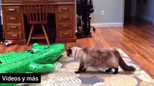 Video divertido de mascotas - perros ,gatos