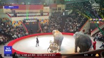 [이슈톡] 서커스 중 난투극 벌인 코끼리
