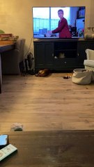 Determined Dachshund Tries to Get Ball From Under Furniture
