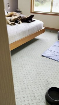 Shepherd Siblings Share Cuddles on Bed