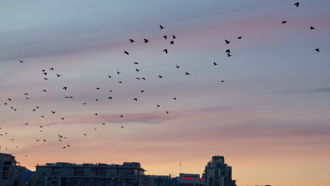 Big city skyline to go mostly dark to save migrating birds